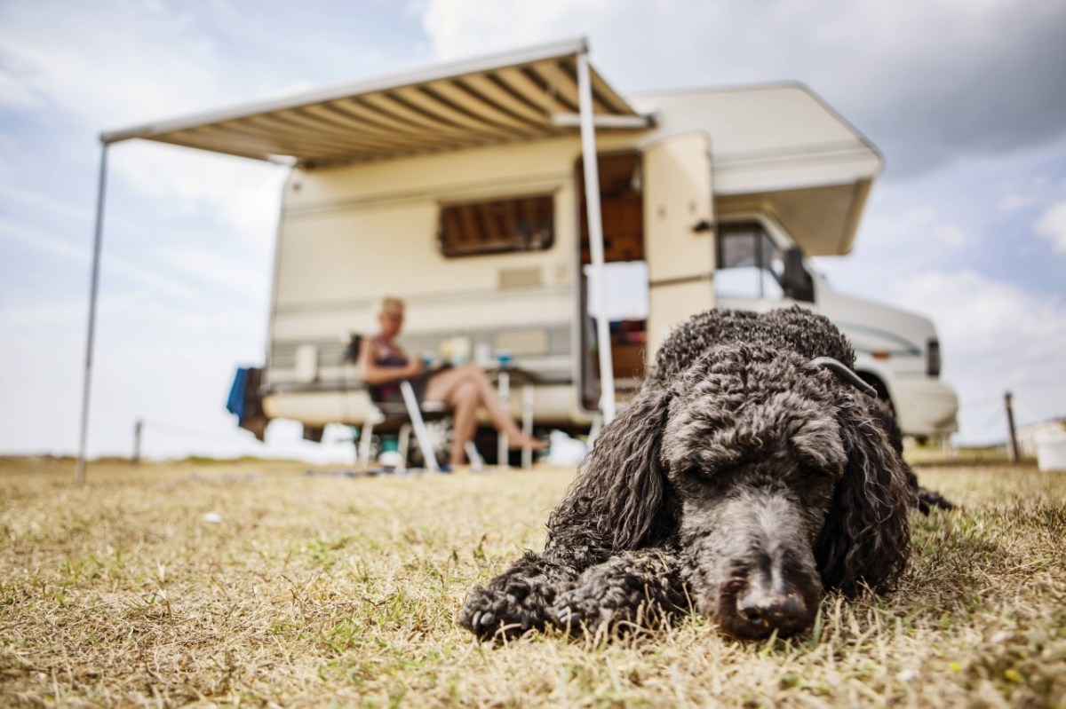 Camping mit Hund