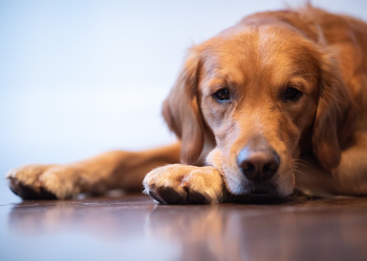 Hund Hamburg Züchter Tierschutz Tierheim.jpg