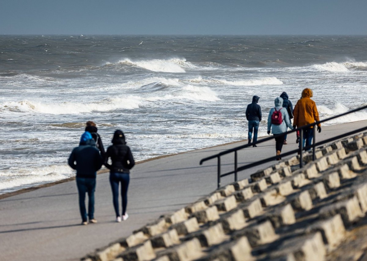 Norderney Nordsee Kaninchen