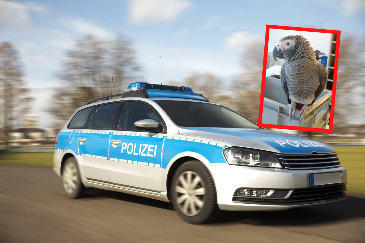 Schleswig-Holstein: Polizei Betritt Konditorei – Und Nehmen IHN Mit ...