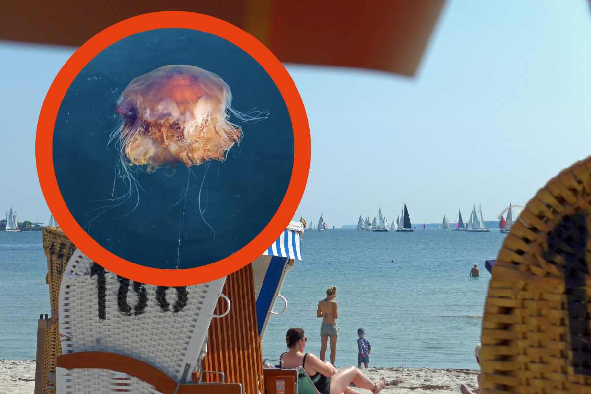 Ostsee: Quallen-Plage! Für Viele Wird Der Strand-Besuch Zur Tortur ...