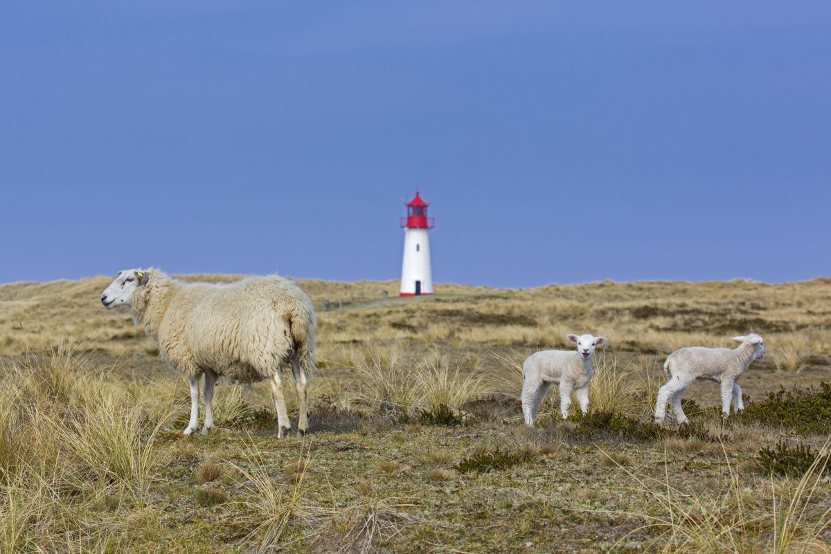 Sylt: Nach Tragischem Zwischenfall — Urlauber Fordern Hohe Strafen ...