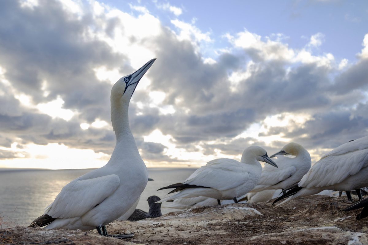 Schockierende Bilder von der Nordsee-Insel Helgoland