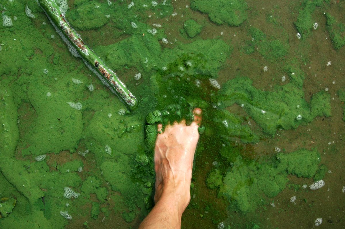 Am Heidestrandbad kommt es aktuell zu einer starken Aufrahmung von Blaualgen. Aufgrund der erhöhten Blaualgenkonzentration und der geringen Sichttiefe ist das Baden zurzeit verboten.