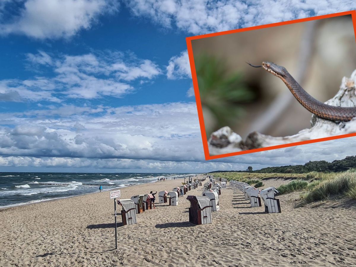 Kreuzotter am Ostsee-Strand sorgt für Aufregung.