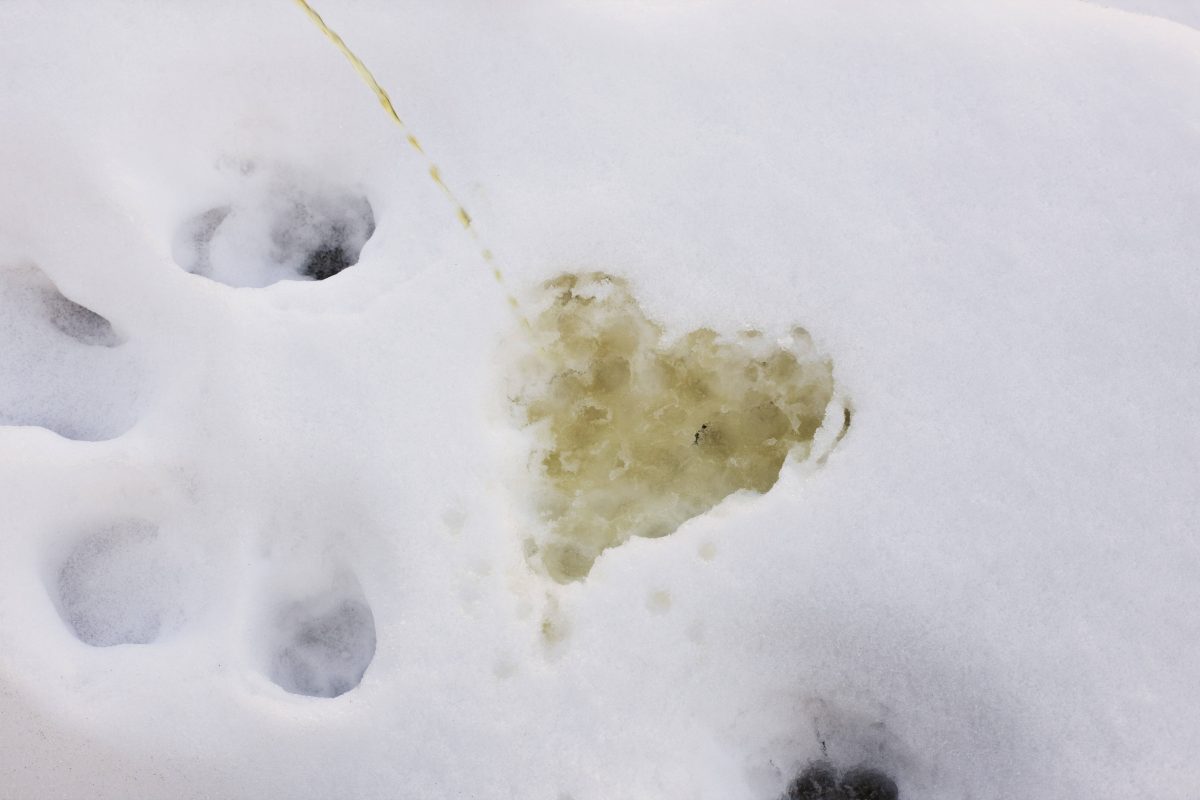 Aldi: Urin - Schneemann