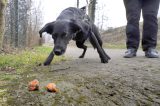 Ein Hund findet einen GiftkÃ¶der, Symbolbild